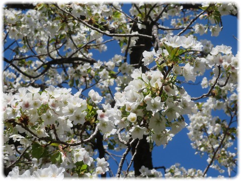 オオシマザクラ