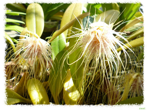 Bulbophyllum medusae