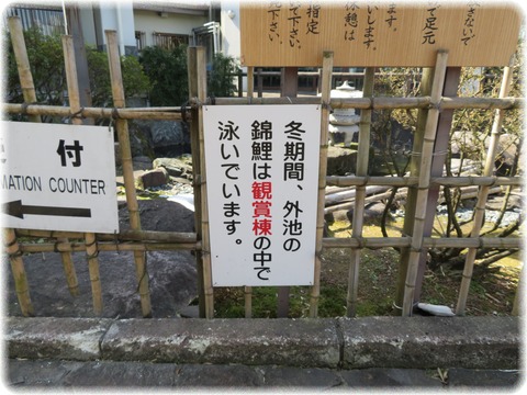 錦鯉の里