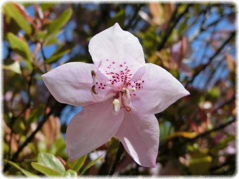 Rhododendron ovatum Planch