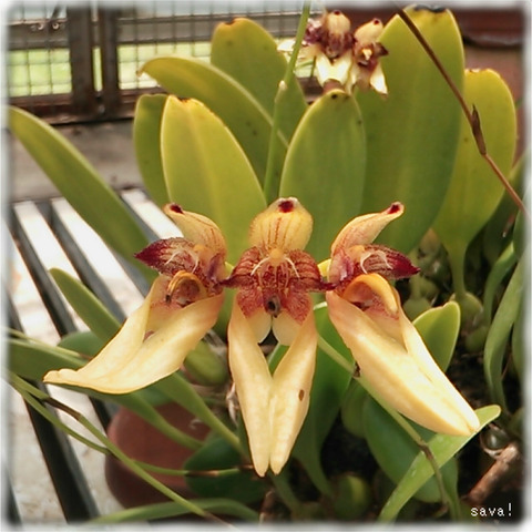 オガサワラシコウラン