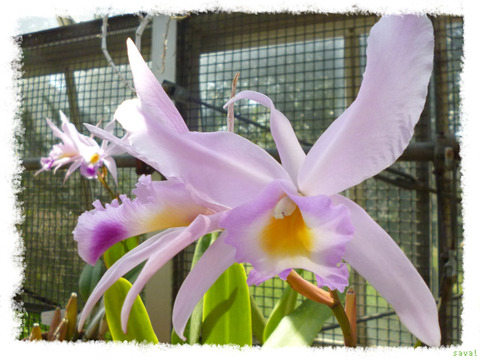 Cattleya labiata Lindl.