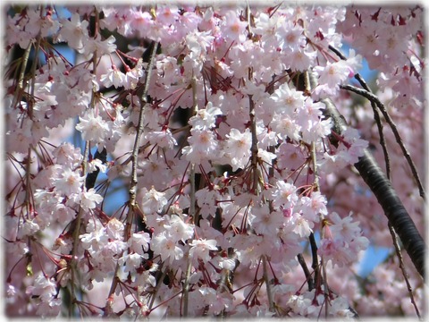 枝垂れ八重桜