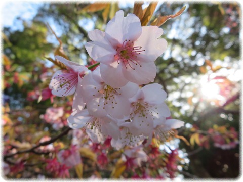 大寒桜