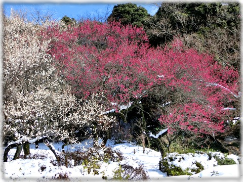 小石川植物園