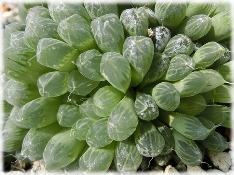 Haworthia obtusa(紫線玉露)