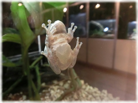 モリアオガエル