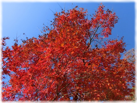 紅葉