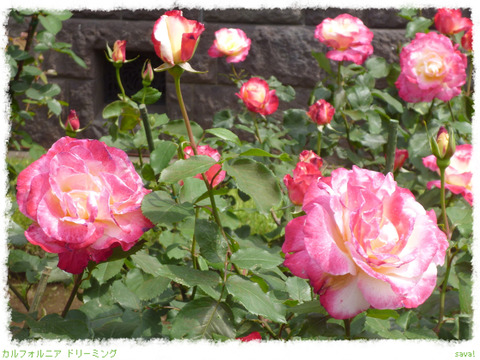 カルフォルニア ドリーミング