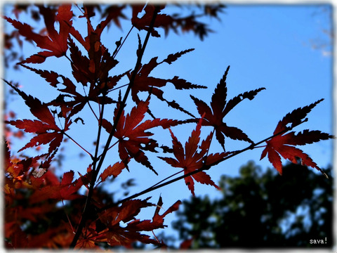 東京都立神代植物公園_01