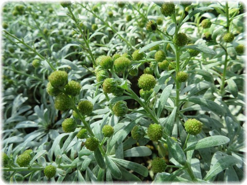 モクビャッコウ