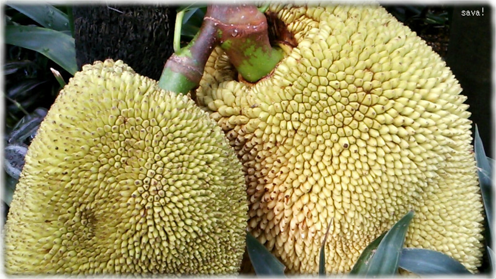 ｓａｖａ！                sava