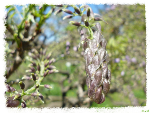 Wisteria floribunda