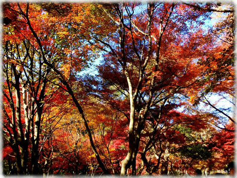 東京都立神代植物公園_03