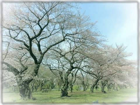 小石川植物園