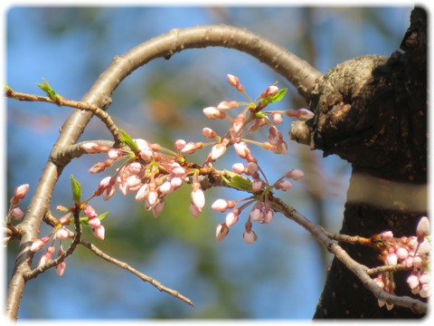 枝垂桜