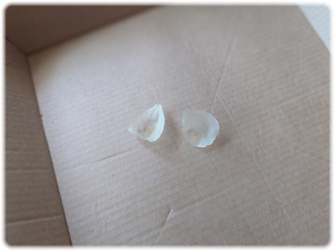 サンカヨウの花びら