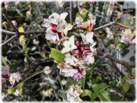 沈丁花