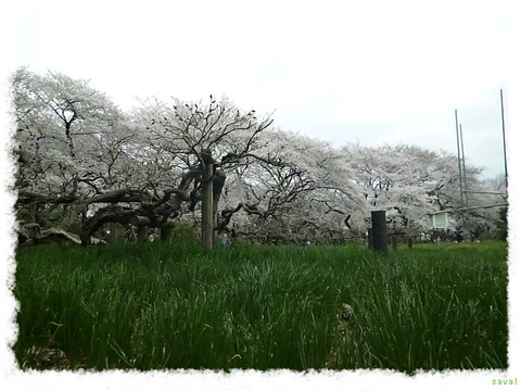 小石川植物園