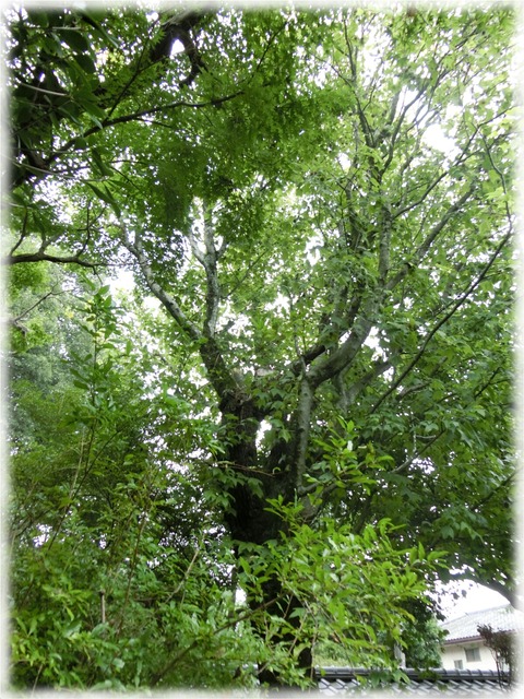 鷹見泉石記念館