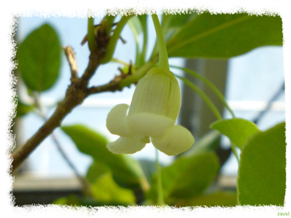 小石川植物園で春を満喫して来た。_⑤公開温室の植物 : sava！