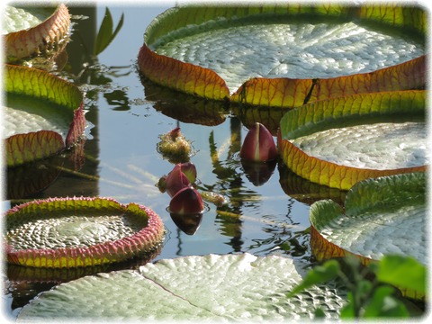 Victoria amazonica