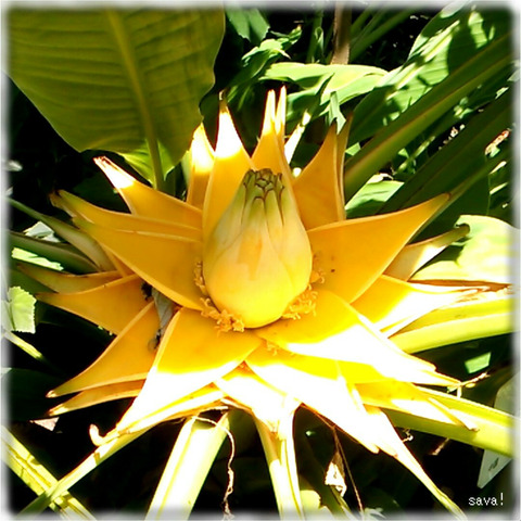 チヨウキンレン