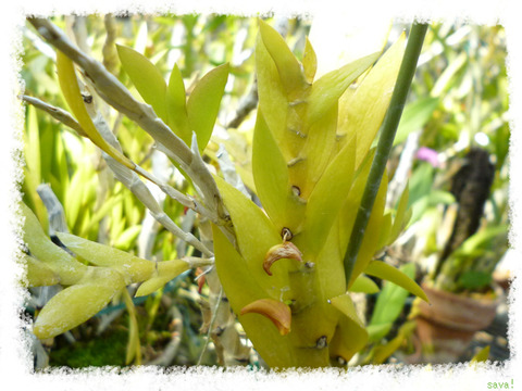 Dendrobium anceps