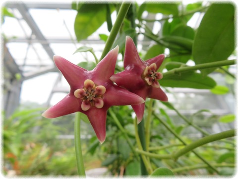 Hoya coronaria