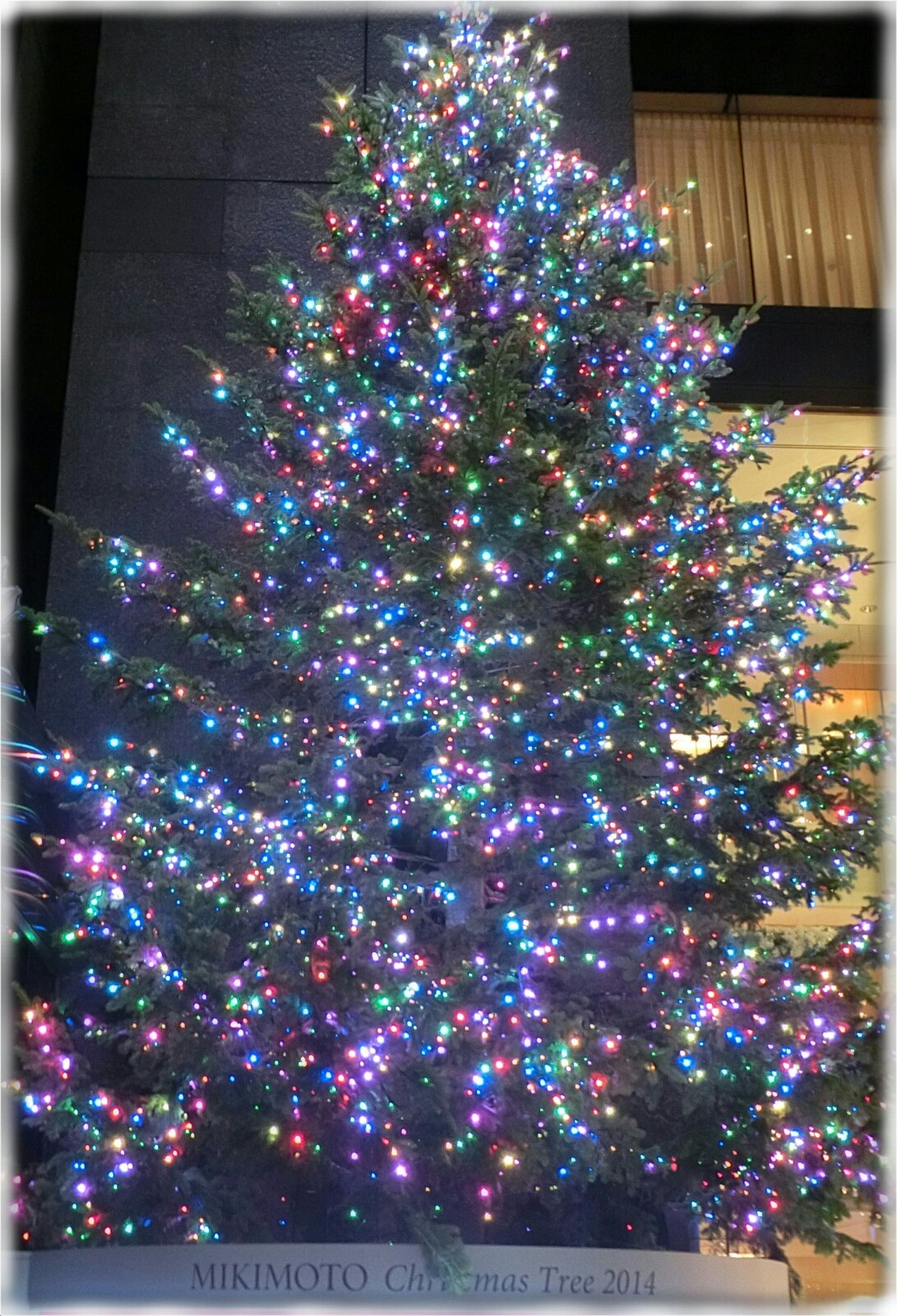 銀座4丁目 ミキモト ジャンボクリスマスツリー が見られるのも今年で最後 ｓａｖａ