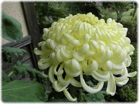 菊