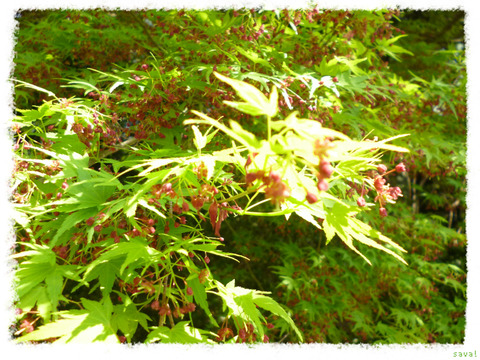 伊呂波紅葉