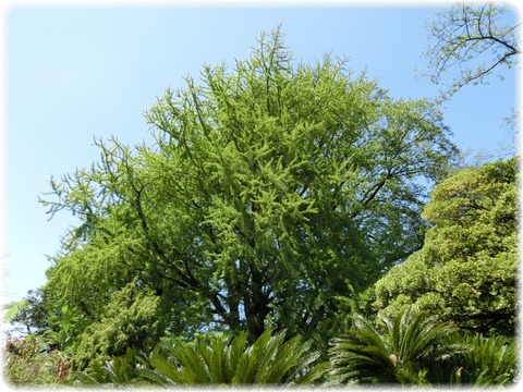 小石川植物園