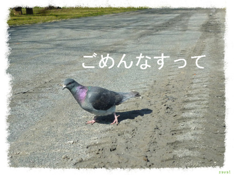 鳩
