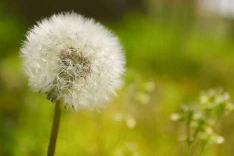 dandelion_beiz_jp_P01239