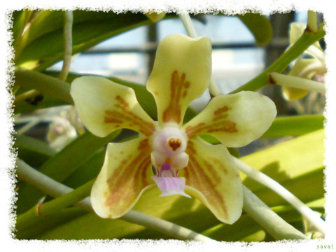 Vanda tricolor var sua