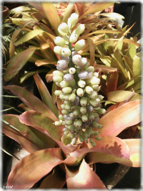 シロツブアナナス