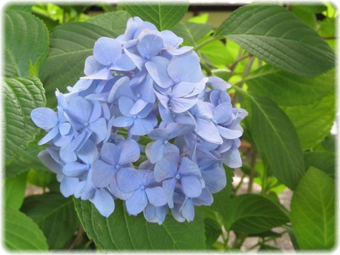 Hydrangea macrophylla