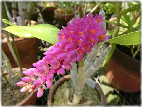 Dendrobium capillipes Rchb.f.