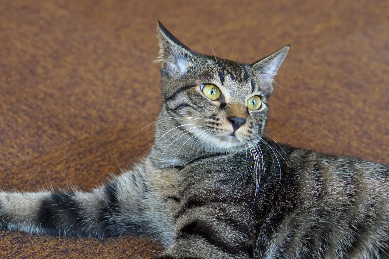 新入り猫さん ふぇーちゃん 大阪の保護猫カフェ Save Cat Cafeのブログです