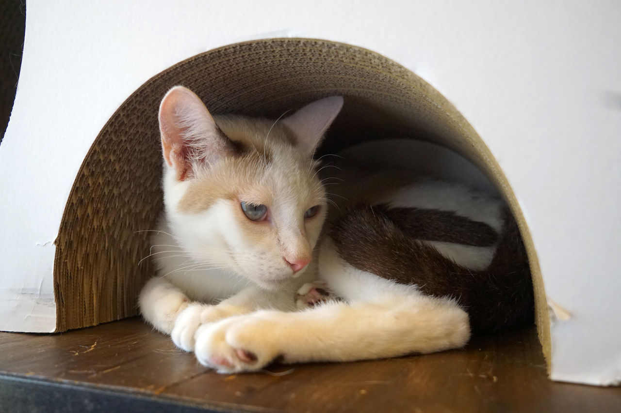 ラテ君 トライアル中止です 大阪の保護猫カフェ Save Cat Cafeのブログです