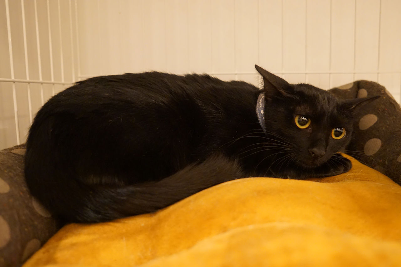 黒猫戦隊が結成出来るな 大阪の保護猫カフェ Save Cat Cafeのブログです 黒猫戦隊が結成出来るな 大阪の保護猫カフェ Save Cat Cafeのブログです