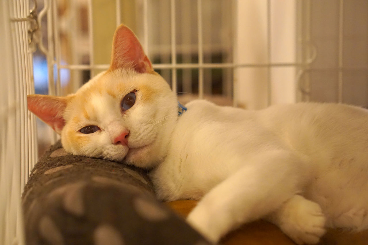 ふて寝ベイク 大阪の保護猫カフェ Save Cat Cafeのブログです