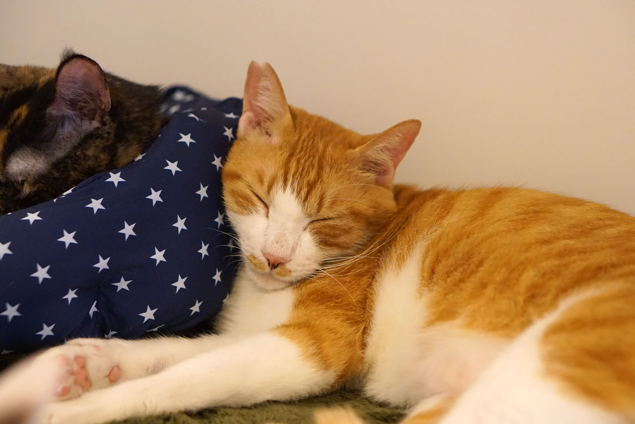 男たちの冬 17 大阪の保護猫カフェ Save Cat Cafeのブログです 男たちの冬 17 大阪の保護猫カフェ Save Cat Cafeのブログです