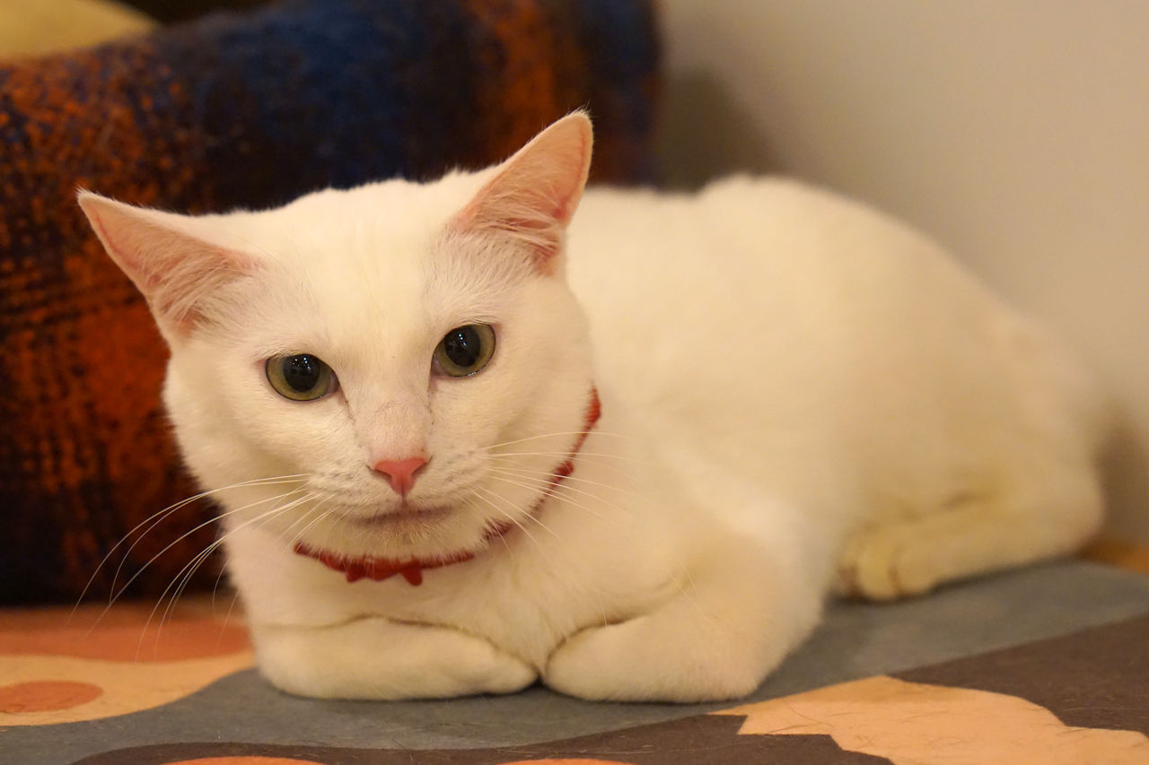 新入り猫さん ケイ アイ 大阪の保護猫カフェ Save Cat Cafeのブログです 新入り猫さん ケイ アイ 大阪の保護猫カフェ Save Cat Cafeのブログです