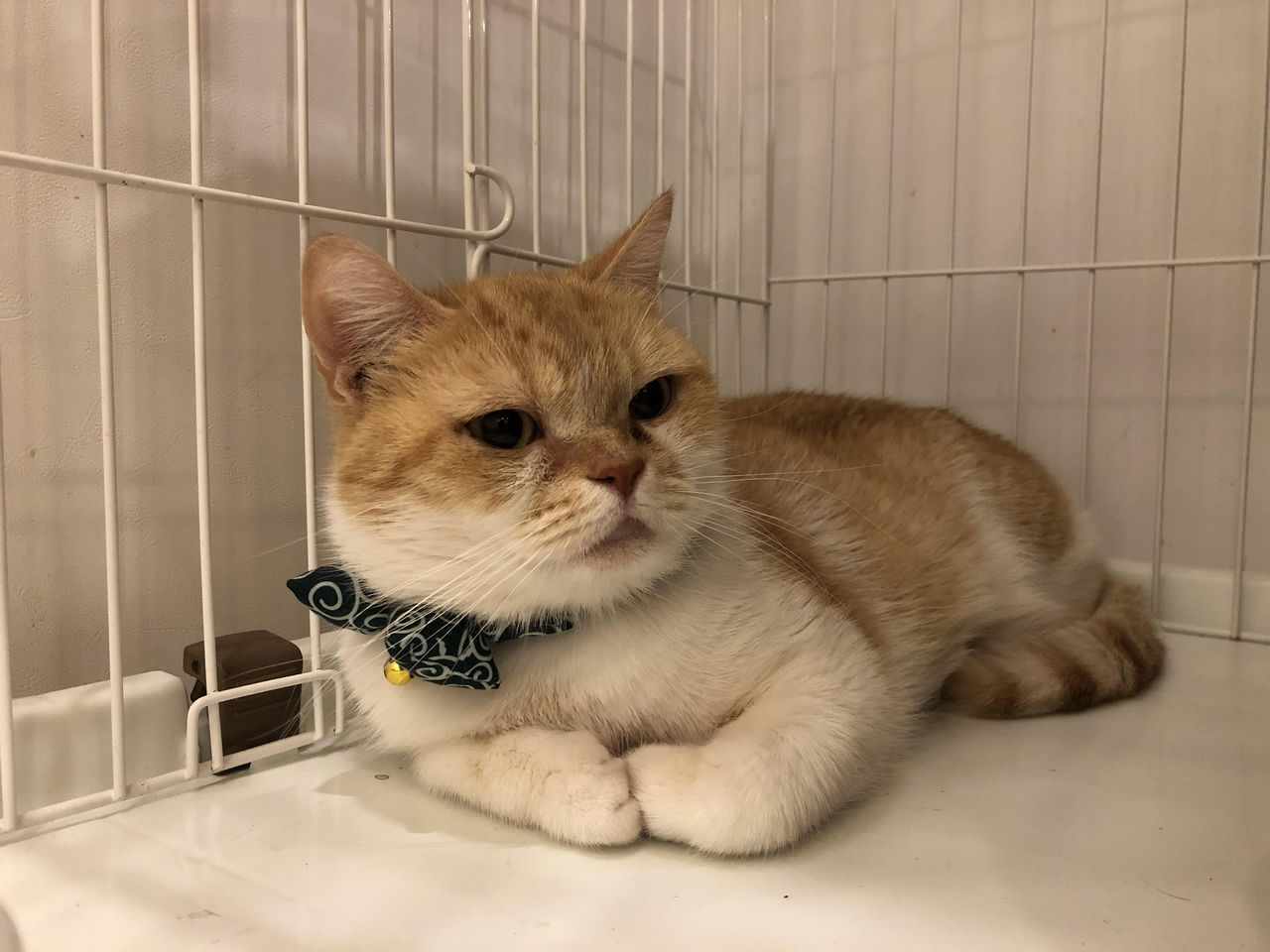 新入り猫さん タンポポちゃん 大阪の保護猫カフェ Save Cat Cafeのブログです