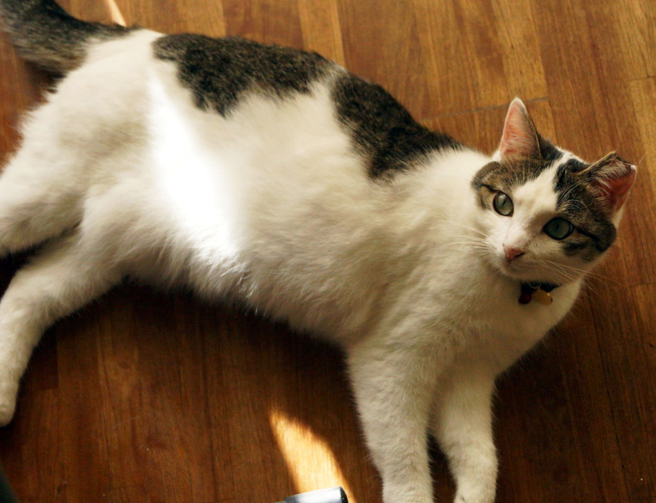 美猫通信 パフちゃん リンちゃん 大阪の保護猫カフェ Save Cat Cafeのブログです
