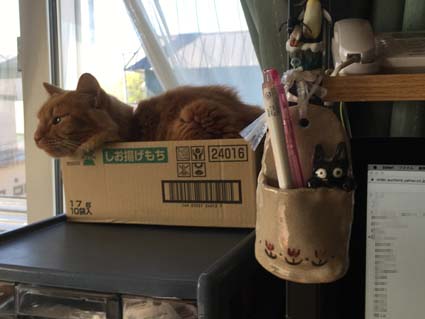 家で仕事してると猫が邪魔してくる対策 のコト ものずきん モノとネコと時々介護