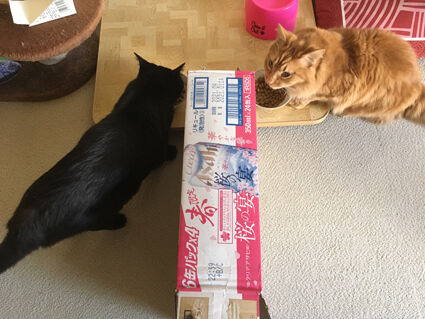 食事中はソーシャルディスタンス のコト ものずきん モノとネコと時々介護