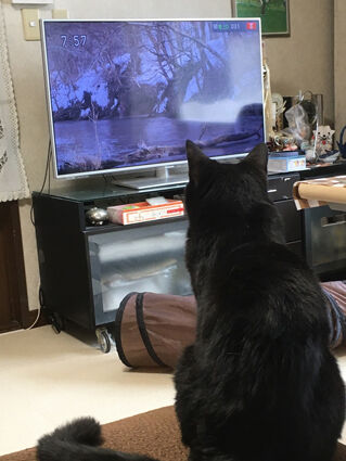 生きモノ語り 猫とか ものずきん モノとネコと時々介護